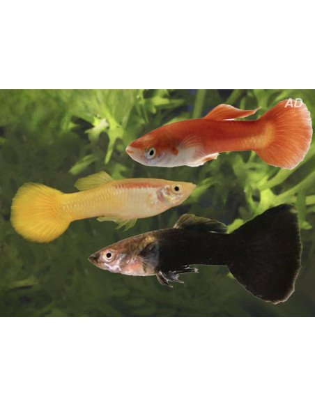 Poecilia Reticulatus Mix Black/Yellow/Red (M) 3,5-4cm
