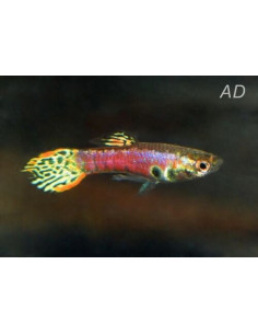 Poecilia Reticulatus Tiger Neon (M) 3,5-4cm
