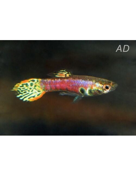 Poecilia Reticulatus Tiger Neon (M) 3,5-4cm
