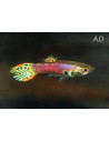 Poecilia Reticulatus Tiger Neon (M) 3,5-4cm