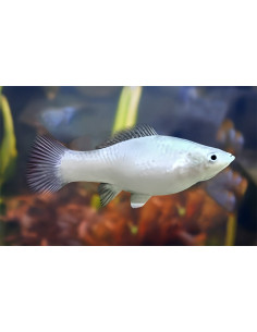Poecilia Sphenops Platinium 3,5-4,5cm