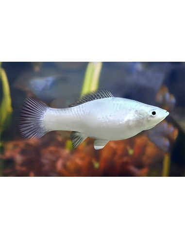 Poecilia Sphenops Platinium 3,5-4,5cm
