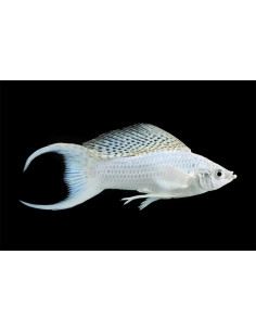 Poecilia Sphenops Platinium Lyre  3,5-4,5cm