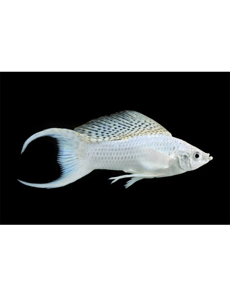 Poecilia Sphenops Platinium Lyre  3,5-4,5cm