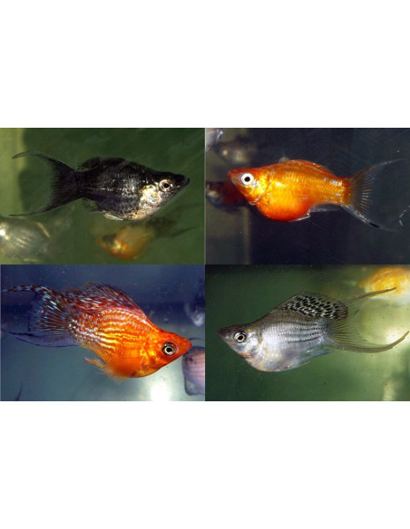 Poec.Latipina Balloon Mix Lyretail 2-3cm