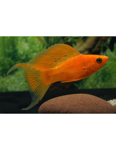 Poecilia Latipinna Blood Red 4-5cm