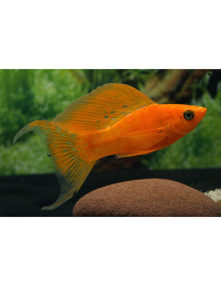 Poecilia Latipinna Blood Red 4-5cm