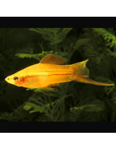 Xiphophorus Hellerii Gold 4-5cm
