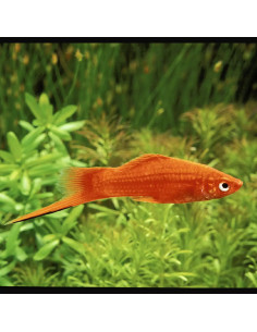 Xipho Red (Xiphophorus hellerii Red) 4-5cm