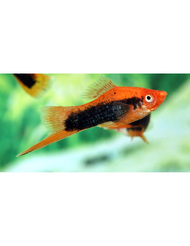 Xipho Red Tuxedo (Xiphophorus hellerii Red Tuxedo) 4-5cm