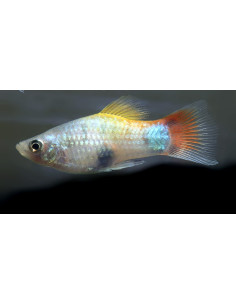 Platy Blue Butterfly Mickey (Xiphophorus maculatus) 2,5-3cm