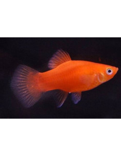 Platy Red Comet (Xiphophorus maculatus) 2,5-3cm