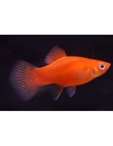 Platy Red Comet (Xiphophorus maculatus) 2,5-3cm