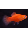 Platy Red Comet (Xiphophorus maculatus) 2,5-3cm