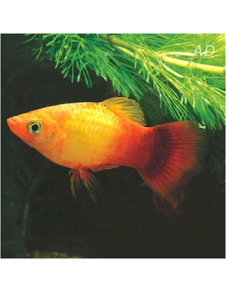 Platy Sunset Wagtail 2,5-3cm