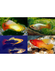 Platy Variatus Mix (Xiphophorus maculatus variatus) 2,5-3cm