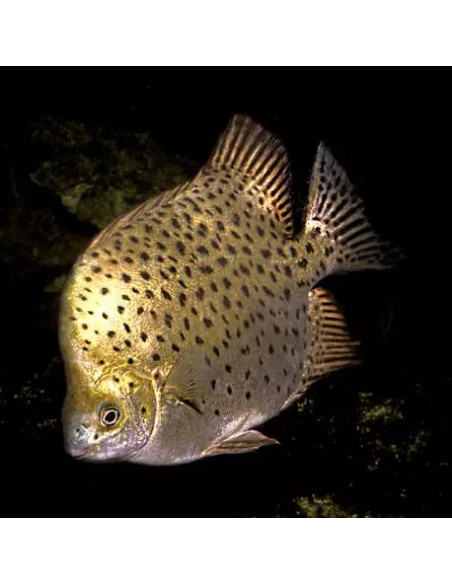 Scatophagus Argus 3,5-4cm Wild