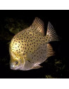 Scatophagus Argus 3,5-4cm Wild