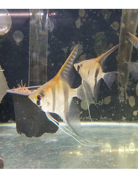 Scalaire Manacapuru (Pterophyllum sp. Manacapuru) 6-8cm
