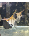 Pterophyllum sp. Manacapuru 6-8cm