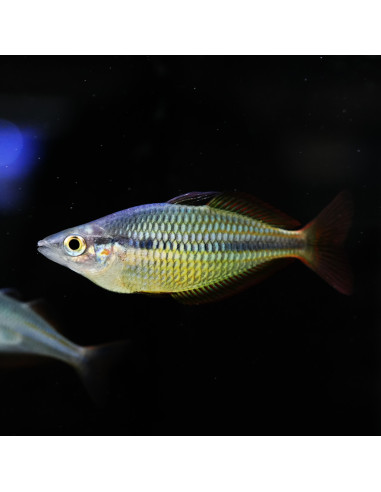 Melanotaenia Herbertaxelrodi 3,5-4cm