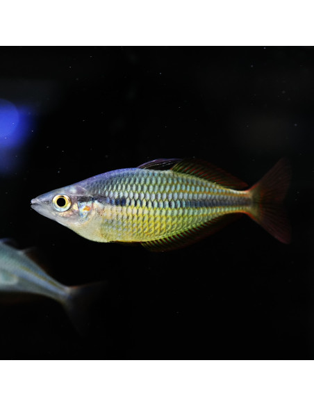 Melanotaenia Herbertaxelrodi 3,5-4cm