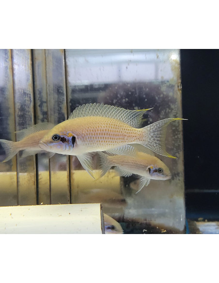 Neolamprologus brichardi "kiku" 4-5cm