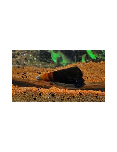 Escargot Faunus bicolore (Faunus sp. "bicolor") 3-4cm