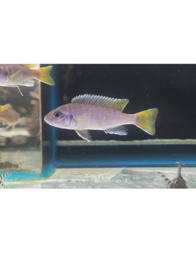 Pseudotropheus sp. "Acei" Luwala F1 5-7cm