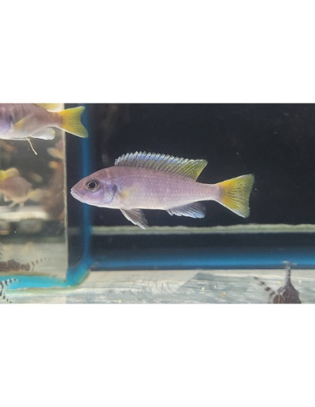 Pseudotropheus sp. "Acei" Luwala F1 5-7cm