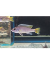 Pseudotropheus sp. "Acei" Luwala F1 5-7cm
