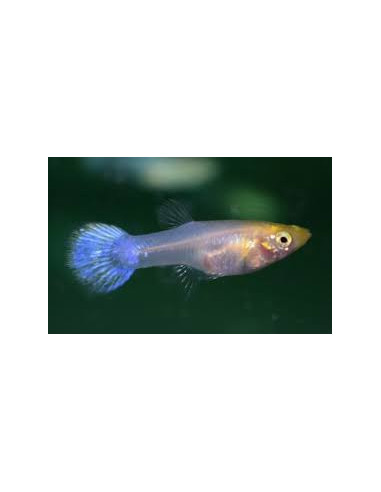 Guppy femelle blanche (Guppy femelle blanche)