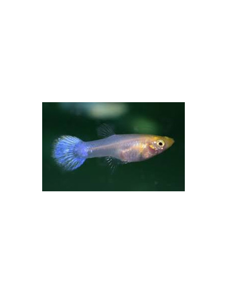 Guppy femelle blanche (Guppy femelle blanche)