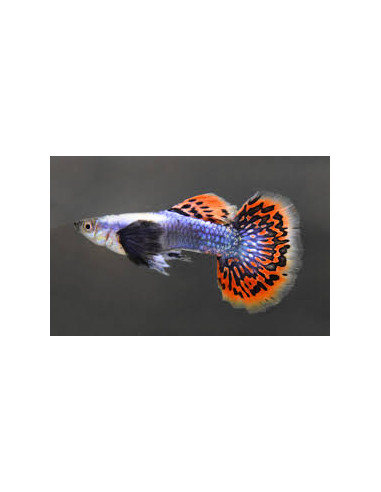 Guppy Dumbo Blue Mosaic 3cm