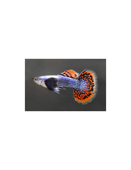 Guppy Dumbo Blue Mosaic 3cm