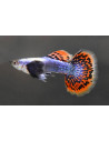 Guppy Dumbo Blue Mosaic 3cm