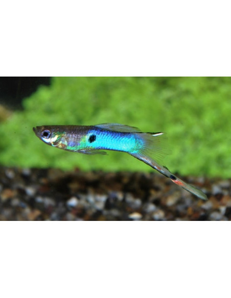 Guppy "Japan" (pair)