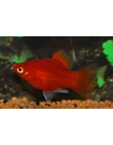 Platy Coral Red (Xiphophorus maculatus) 1,5-2cm