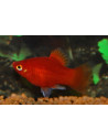 Platy Coral Red (Xiphophorus maculatus) 1,5-2cm