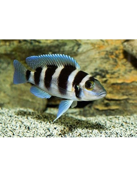 Lamprologus Trethocephalus 7 cm