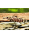 Megalechis Thoracata 3-4cm