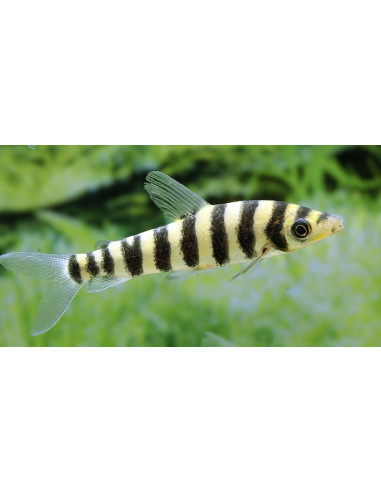 Leporinus fasciatus (Leporinus fasciatus) 5-6cm Wild