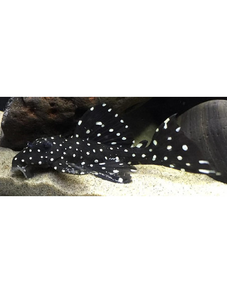 Leporacanthicus Cf Galaxias L240