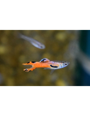 Poecilia Reticulatus Endler Scarlet (M) 1,5-2 cm (pair)