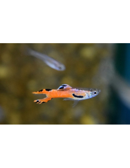 Poecilia Reticulatus Endler Scarlet (M) 1,5-2 cm (pair)