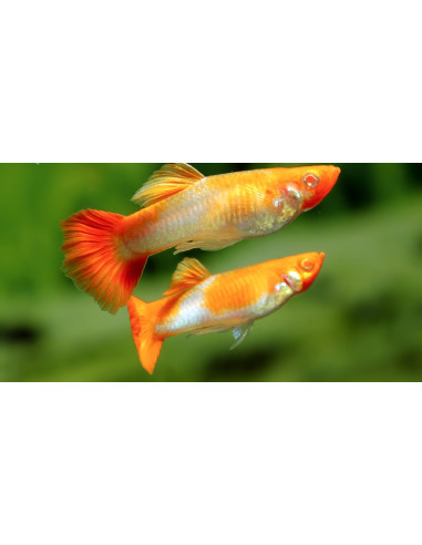 Poecilia Reticulatus Koi Kohaku (M) 3,5-4 cm (pair)