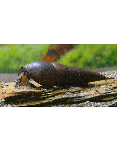Escargot corne de buffle Faunus ater (Faunus ater) 5-6cm Wild