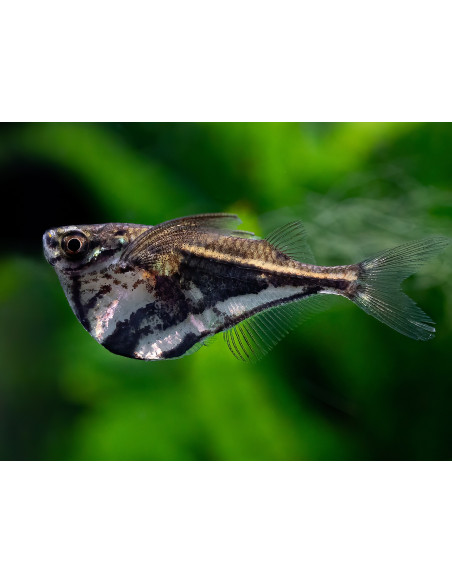Carnegiella strigata fasciata 2-2,5cm Wild