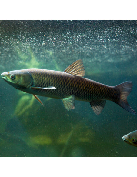 Carpe Herbivor 11-13cm