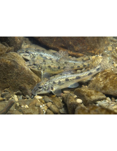 Goujon 7-10 Cm